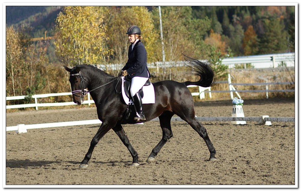 Alle foto i artikkelen tilhører Kristiansund og Frei Hestesportsklubb